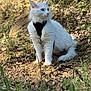 Nugget joined the competition — help win amazing prizes! cat, white_cat, heterochromia, blue_eye, amber_eye, fluffy_fur, long_hair, harness, leash, sitting, outdoor, grass, dirt, leaf_litter, nature, portrait, whiskers, sunlight, shadow, ground