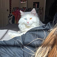 Nugget is registered to the contest to win money with this photo: cat, white_cat, long_fur, heterochromia, blue_eye, amber_eye, sunlight, bed, blanket, partial_person, hair, paw, indoor, room, door, mirror, clothing, cozy, whiskers, portrait