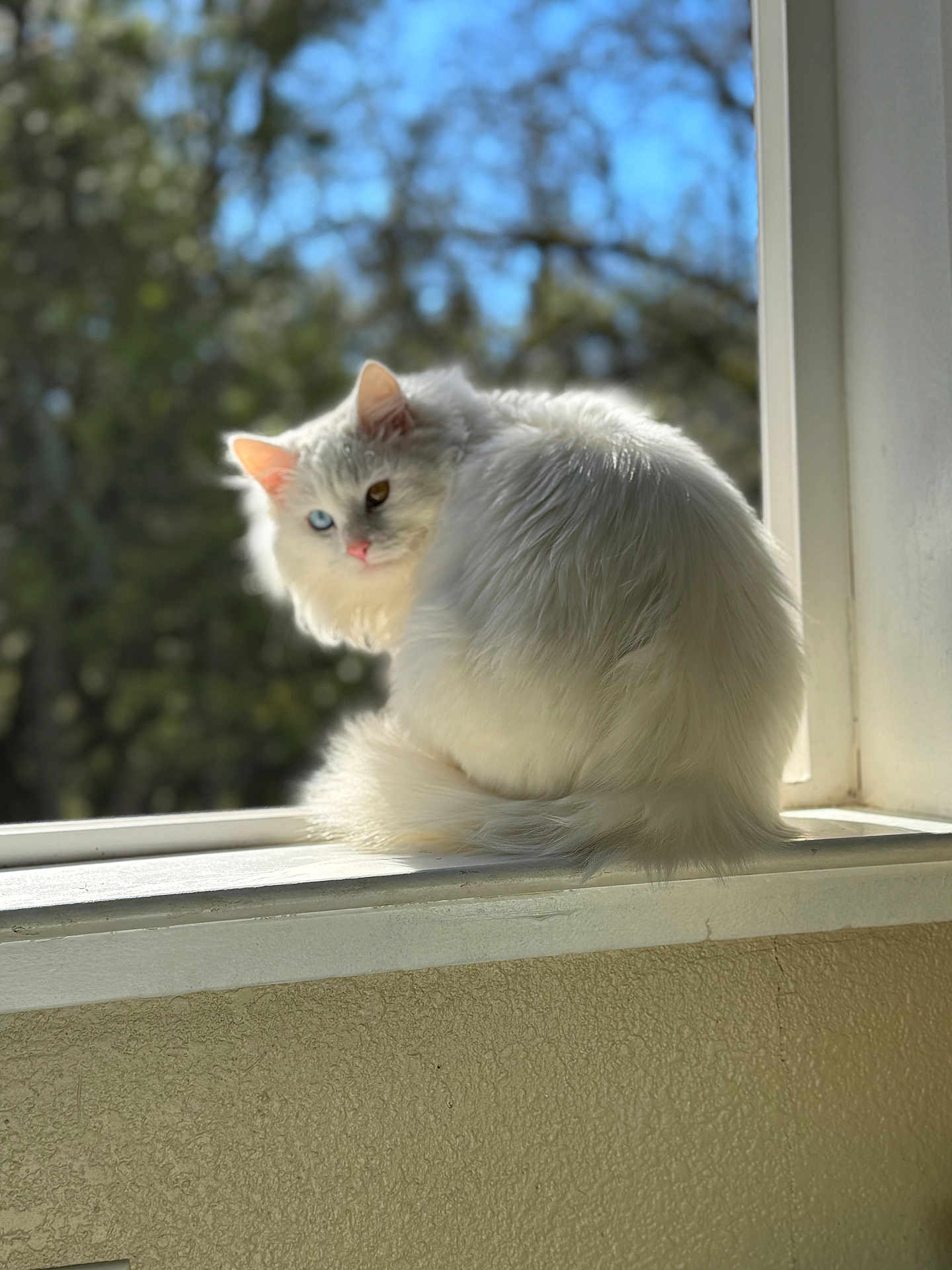 Nugget joined the competition — help win amazing prizes! cat, white_cat, heterochromia, blue_eye, amber_eye, fluffy, long_hair, pet, domestic_animal, windowsill, window, sunlight, bokeh, outdoor_background, portrait, sitting, tail, soft_light, cozy, curious