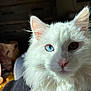cat, white_cat, odd_eyed, heterochromia, pet, feline, close_up, portrait, fur, whiskers, blue_eye, brown_eye, pink_nose, indoor, cozy, fluffy, domestic_cat, ears, soft_light, face
