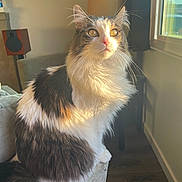 Bob joined the competition — help win amazing prizes! cat, fluffy, indoor, sunlight, window, couch, furniture, lamp, speaker, whiskers, pet, animal, domestic, fur, tail, sitting, home, cozy, daylight, relaxed