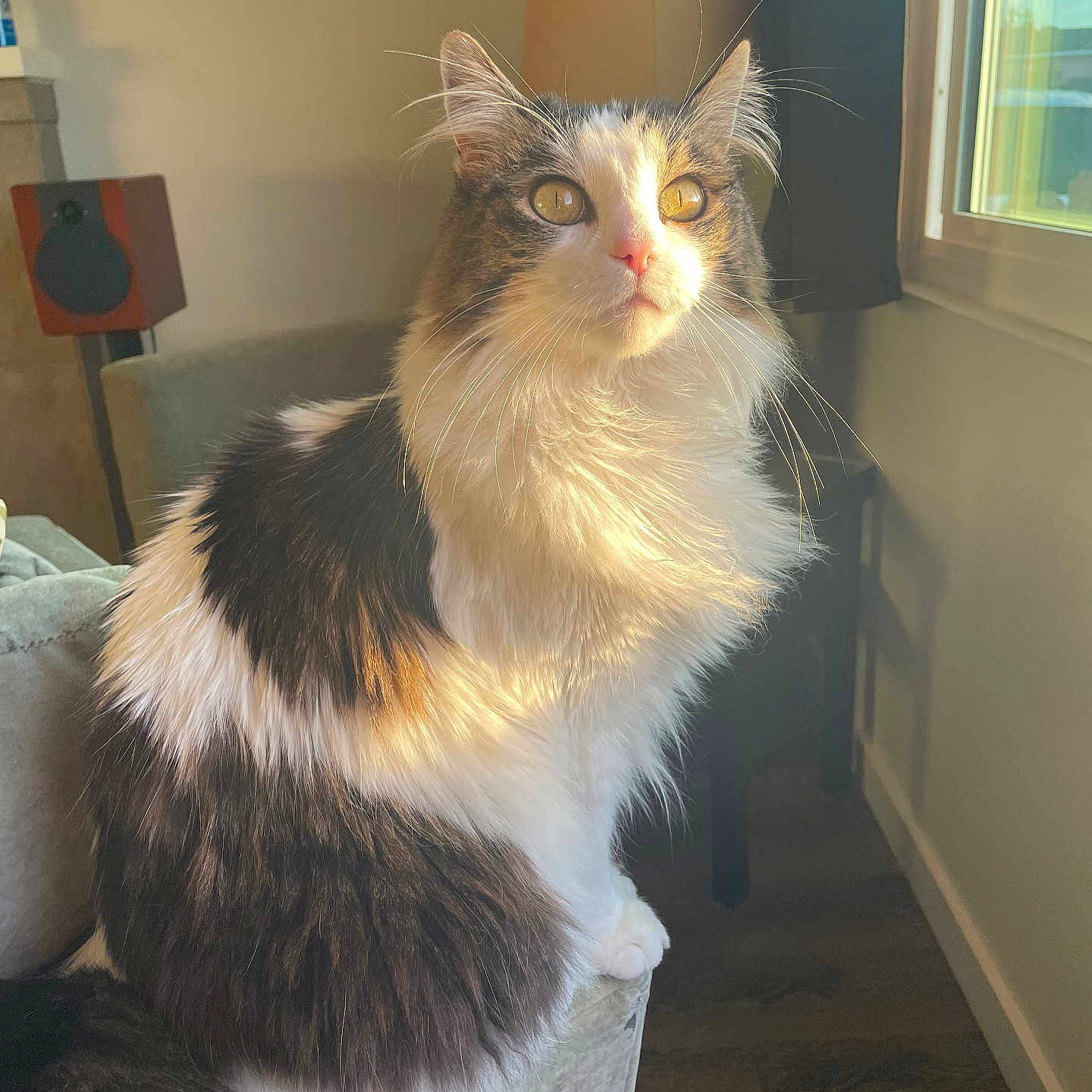 Bob joined the competition — help win amazing prizes! cat, fluffy, indoor, sunlight, window, couch, furniture, lamp, speaker, whiskers, pet, animal, domestic, fur, tail, sitting, home, cozy, daylight, relaxed