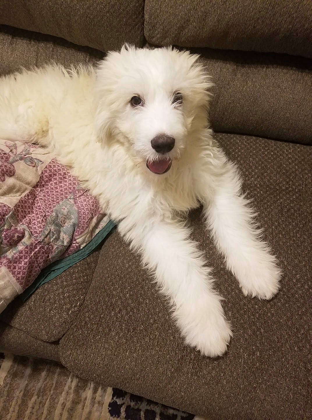 Charlie is registered to the contest to win money with this photo: canidae, carnivore, companion_dog, dog, dog_breed, fur, non_sporting_group, samoyed, sporting_group, tongue, tooth, toy_dog, working_animal
