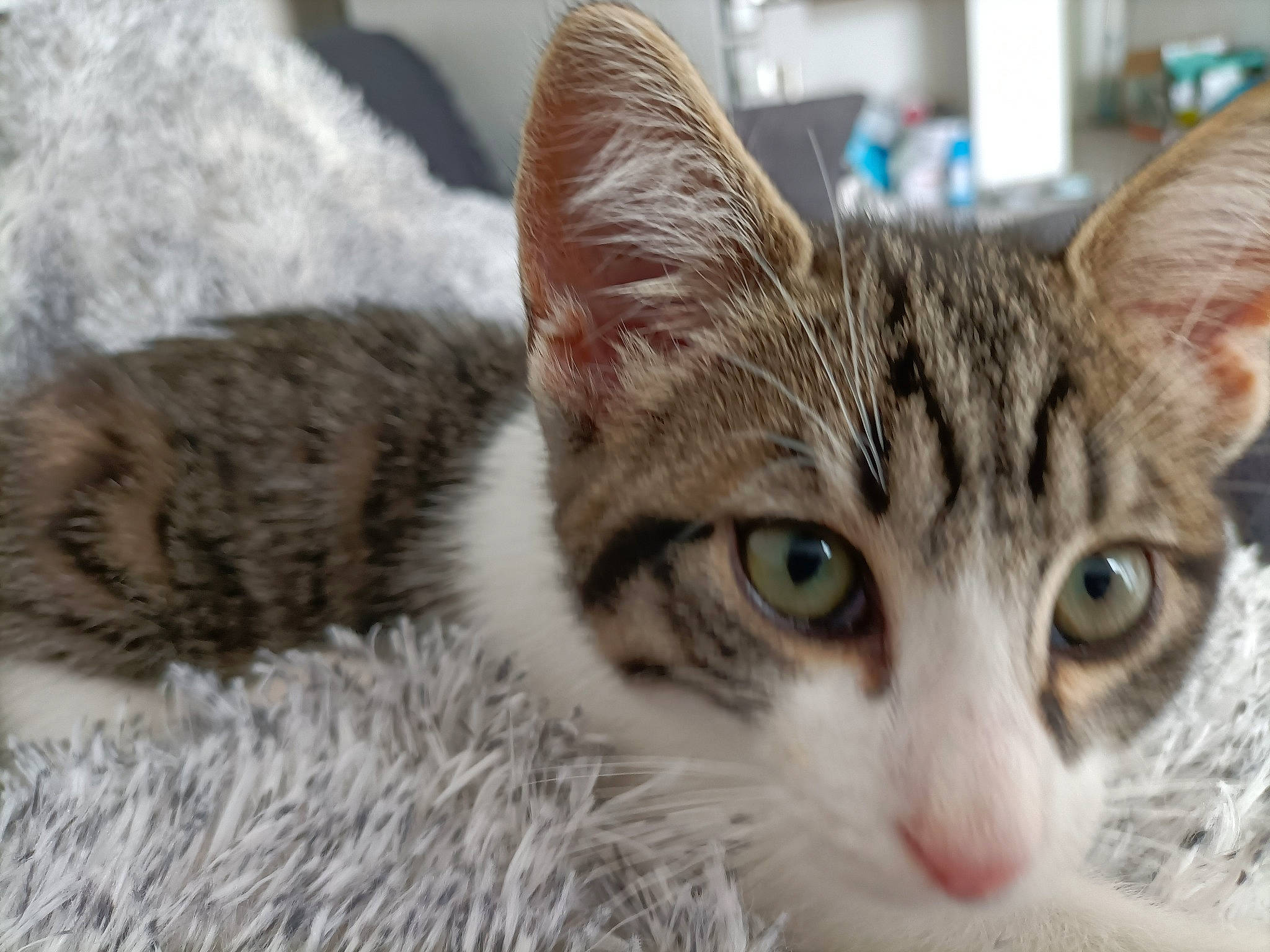 Tara participe au concours pour gagner de l'argent avec cette photo : carnivore, cat, claw, domestic_short_haired_cat, eye, felidae, fur, small_to_medium_sized_cats, snout, terrestrial_animal, tree, whiskers, window