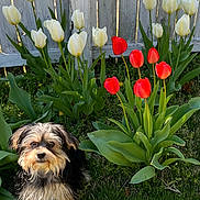 Dahlia joined the competition — help win amazing prizes! dog, tulips, red_tulips, white_tulips, flower_garden, grass, greenery, wooden_fence, outdoor, sunlight, pet, cute, small_dog, fur, nature, spring, garden, plant, leaf, animal