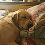 animal, bed, blanket, charger, closeup, comfort, cord, cozy, dog, floral, furniture, golden_retriever, home, indoor, pet, pillow, relaxation, resting, sleeping, statue