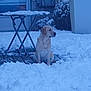 Gaia a rejoint le concours — aidez-le/la à gagner de superbes lots ! animal, cold, daylight, deck, dog, footwear, frozen, garden, golden_retriever, landscape, nature, outdoor, person, pet, quiet, season, snow, table, winter, wooden_floor