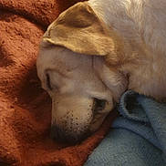 Gaia participe au concours pour gagner de l'argent avec cette photo : animal, blanket, blue_fabric, brown_blanket, calm, close_up, companion, cozy, cute, dog, domestic_animal, fur, indoors, nap, peaceful, pet, relaxation, resting, sleeping, soft_texture
