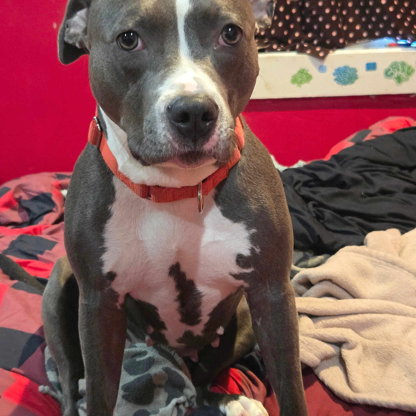 Peanut is registered to the contest to win money with this photo: animal, bed, blanket, collar, comfort, cozy, curtain, dog, domestic, ears, face, front_paws, fur, indoor, pet, portrait, red_wall, sitting, white_paws, window