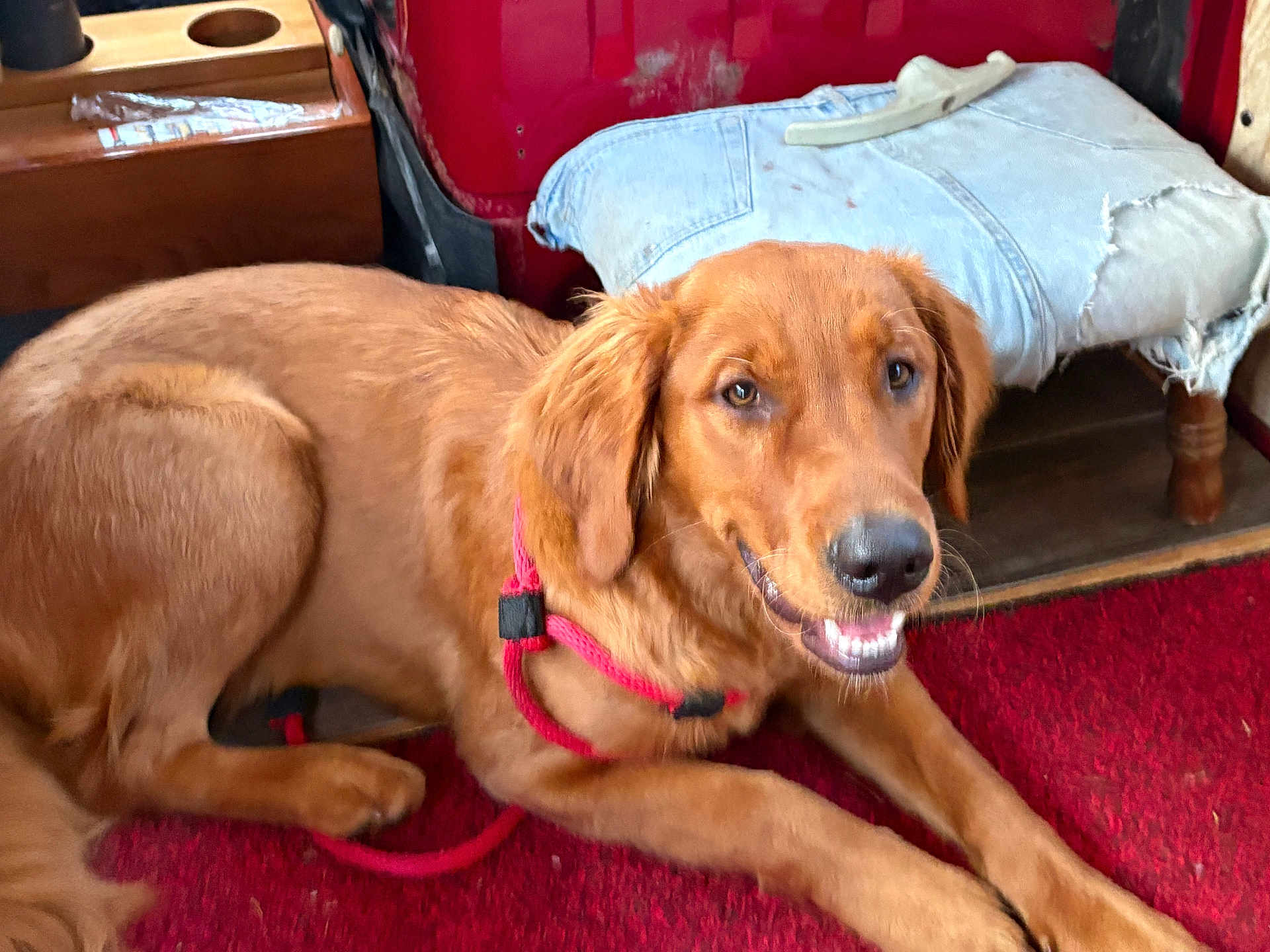 Dutchess joined the competition — help win amazing prizes! dog, golden_retriever, pet, indoor, carpet, red, harness, animal, fur, canine, floor, resting, mammal, domestic_animal, cute, smiling, looking_at_camera, wood, fabric, furniture