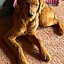 Dutchess joined the competition — help win amazing prizes! dog, golden_retriever, puppy, carpet, indoor, resting, fur, light, quilt, pattern, brown, relaxed, laying_down, pet, animal, cozy, home, canine, cute, companion