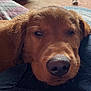 Dutchess is registered to the contest to win money with this photo: dog, golden_retriever, puppy, close_up, sleepy, resting, pet, animal, nose, fur, whiskers, indoors, carpet, cozy, cute, portrait, canine, relaxed, head, lying_down