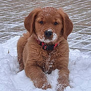 Dutchess is registered to the contest to win money with this photo: puppy, dog, golden_retriever, snow, outdoor, pet, animal, cute, fur, collar, red_collar, winter, cold, playful, young_dog, adorable, mammal, lying_down, front_paws, whiskers