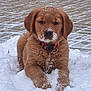 puppy, dog, golden_retriever, snow, outdoor, pet, animal, cute, fur, collar, red_collar, winter, cold, playful, young_dog, adorable, mammal, lying_down, front_paws, whiskers
