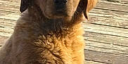 Dutchess joined the competition — help win amazing prizes! dog, brown, fluffy, pet, outdoor, wooden_deck, animal, canine, sitting, calm, looking, window, glass, young_dog, fur, ears, daylight, nature, companion, cute
