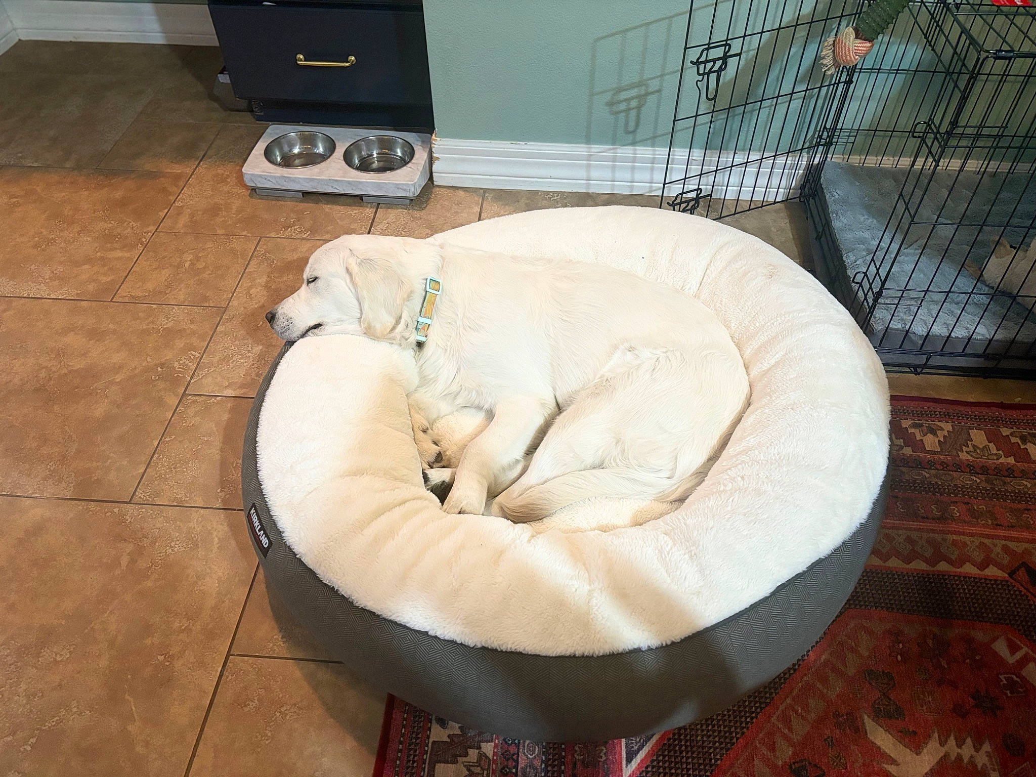 Theodore joined the competition — help win amazing prizes! carnivore, cat_bed, comfort, companion_dog, couch, dog, dog_breed, dog_supply, floor, flooring, fur, futon_pad, hardwood, home_appliance, ottoman, output_device, pet_supply, studio_couch, tail, wood