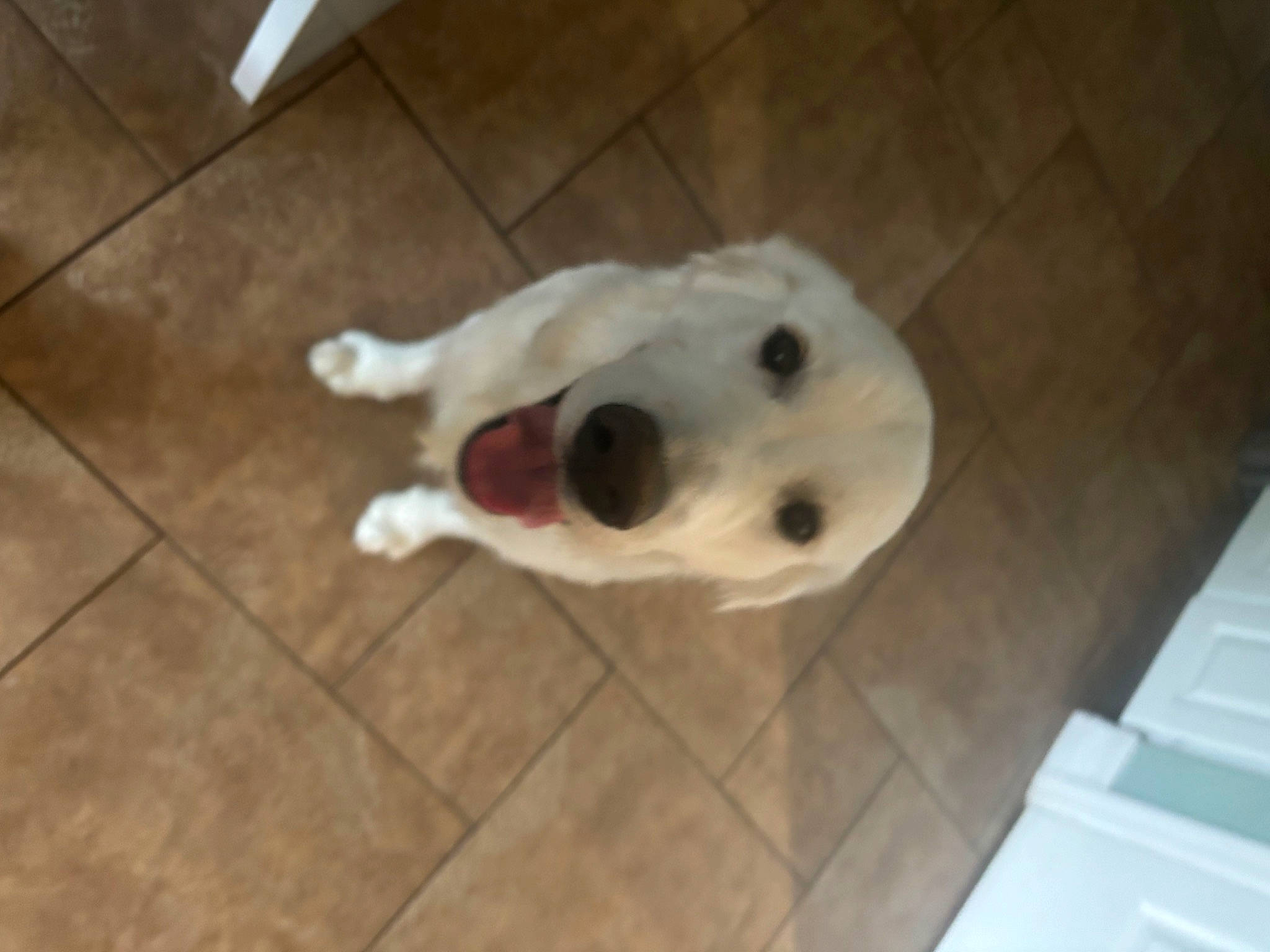 Theodore joined the competition — help win amazing prizes! ball, carnivore, companion_dog, dog, dog_breed, dog_supply, fawn, flooring, fur, hardwood, pet_supply, retriever, tail, terrestrial_animal, tile, tile_flooring, toy, whiskers, wood, working_animal