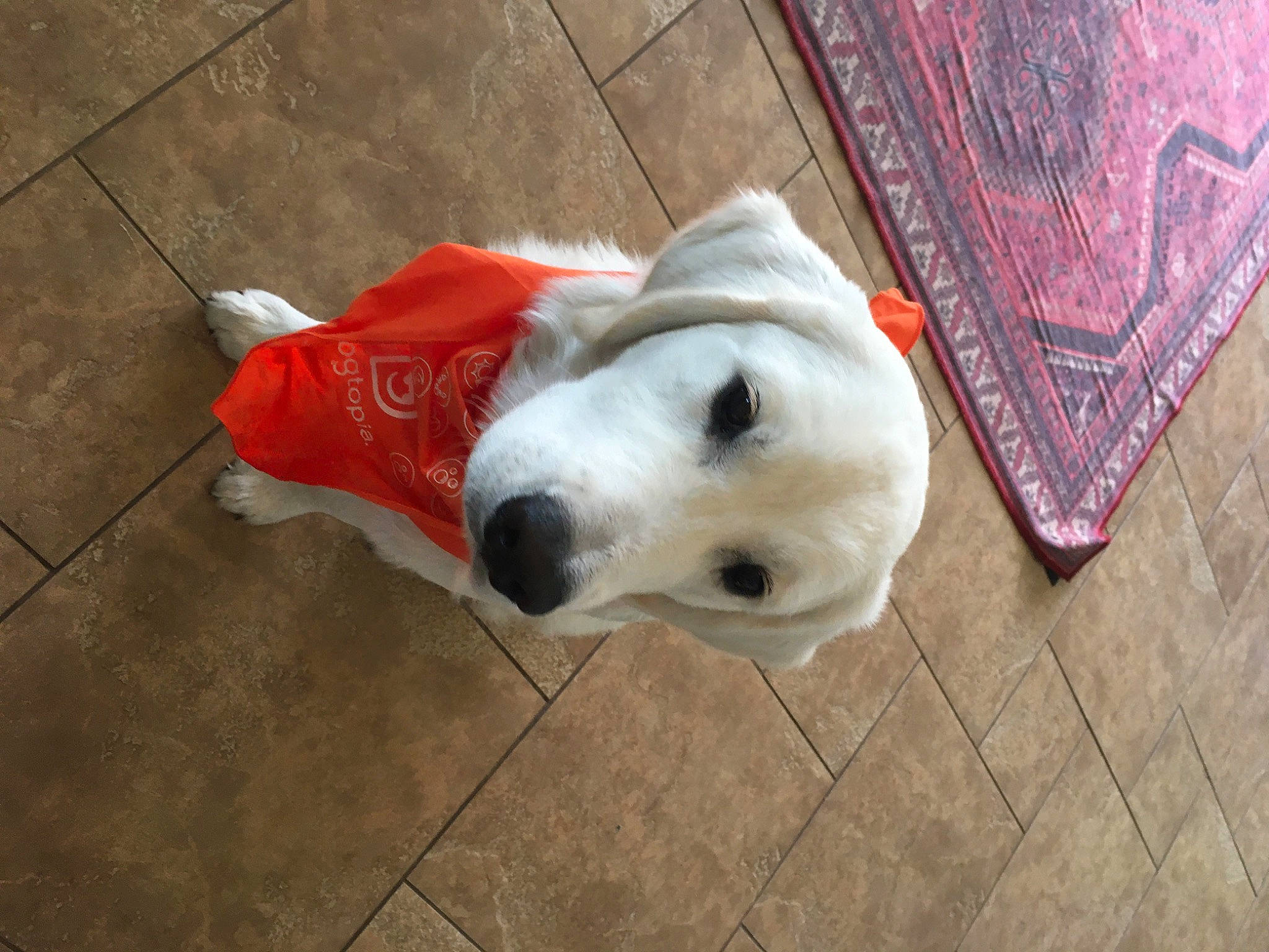 Theodore is registered to the contest to win money with this photo: canidae, carnivore, collar, companion_dog, dog, dog_breed, dog_supply, door, fawn, floor, flooring, fur, hardwood, pet_supply, snout, tail, tile_flooring, whiskers, wood, working_animal