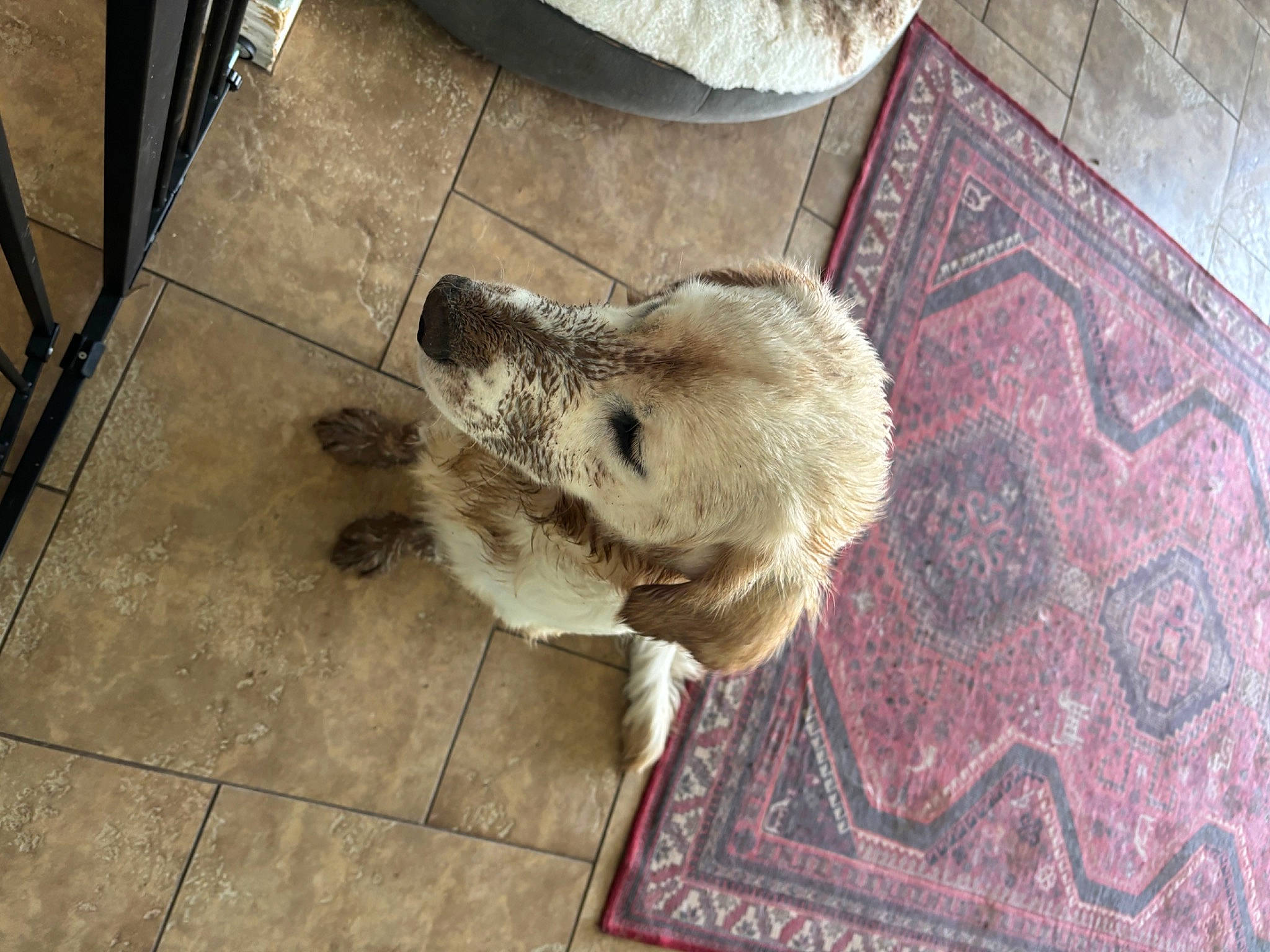 Theodore is registered to the contest to win money with this photo: canidae, carnivore, companion_dog, dog, dog_breed, fawn, felidae, floor, flooring, fur, hardwood, paw, snout, street_dog, tail, terrestrial_animal, tile, whiskers, wood, working_animal