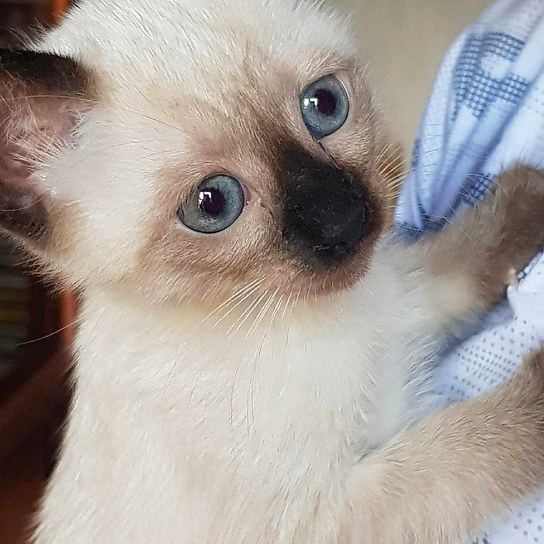 Louna a rejoint le concours — aidez-le/la à gagner de superbes lots ! animal, arm, blue_eyes, cat, clinging, close_up, curious, cute, domestic, face, fur, hand, indoor, kitten, person, pet, siamese, soft, whiskers, young