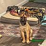puppy, dog, indoor, floor, rug, blanket, toy, pet_bed, wood_floor, collar, brown_dog, young_dog, ears_up, sitting, cute, domestic_animal, animal, home, pet, flooring