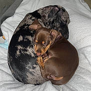 Ollie And Churro joined the competition — help win amazing prizes! puppy, dog, sleeping, curled_up, blanket, brown_dog, spotted_dog, cute, pets, animal, cozy, indoor, fur, snuggling, resting, friendship, companion, soft, napping, domestic