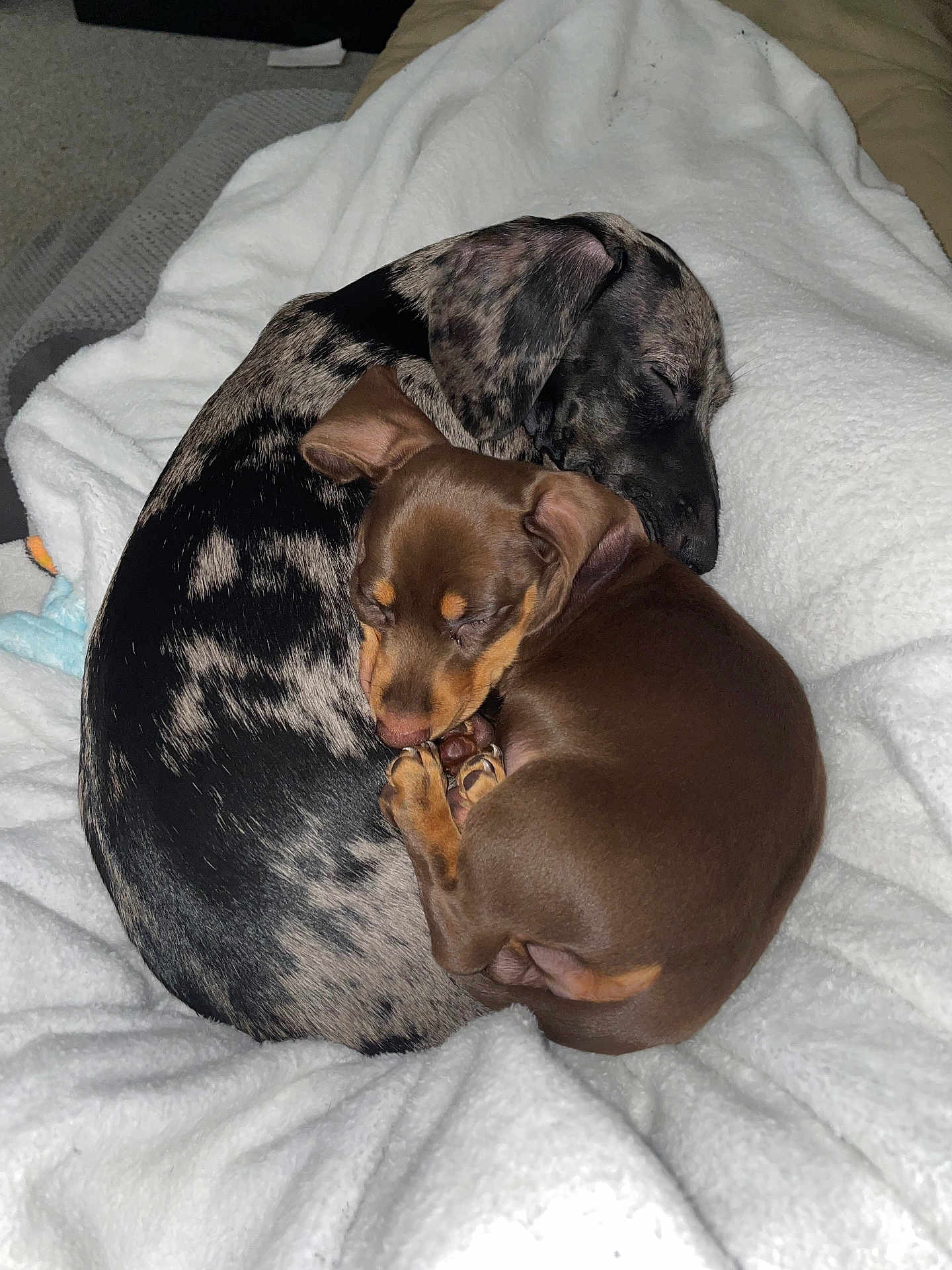 Ollie And Churro joined the competition — help win amazing prizes! puppy, dog, sleeping, curled_up, blanket, brown_dog, spotted_dog, cute, pets, animal, cozy, indoor, fur, snuggling, resting, friendship, companion, soft, napping, domestic