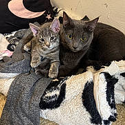 Rj And Mimi joined the competition — help win amazing prizes! cat, kitten, gray_cat, feline, pet, animal, cozy, blanket, indoor, snuggling, cute, fur, resting, domestic_animal, sleeping_area, pillow, closeup, relaxing, companion, young_cat