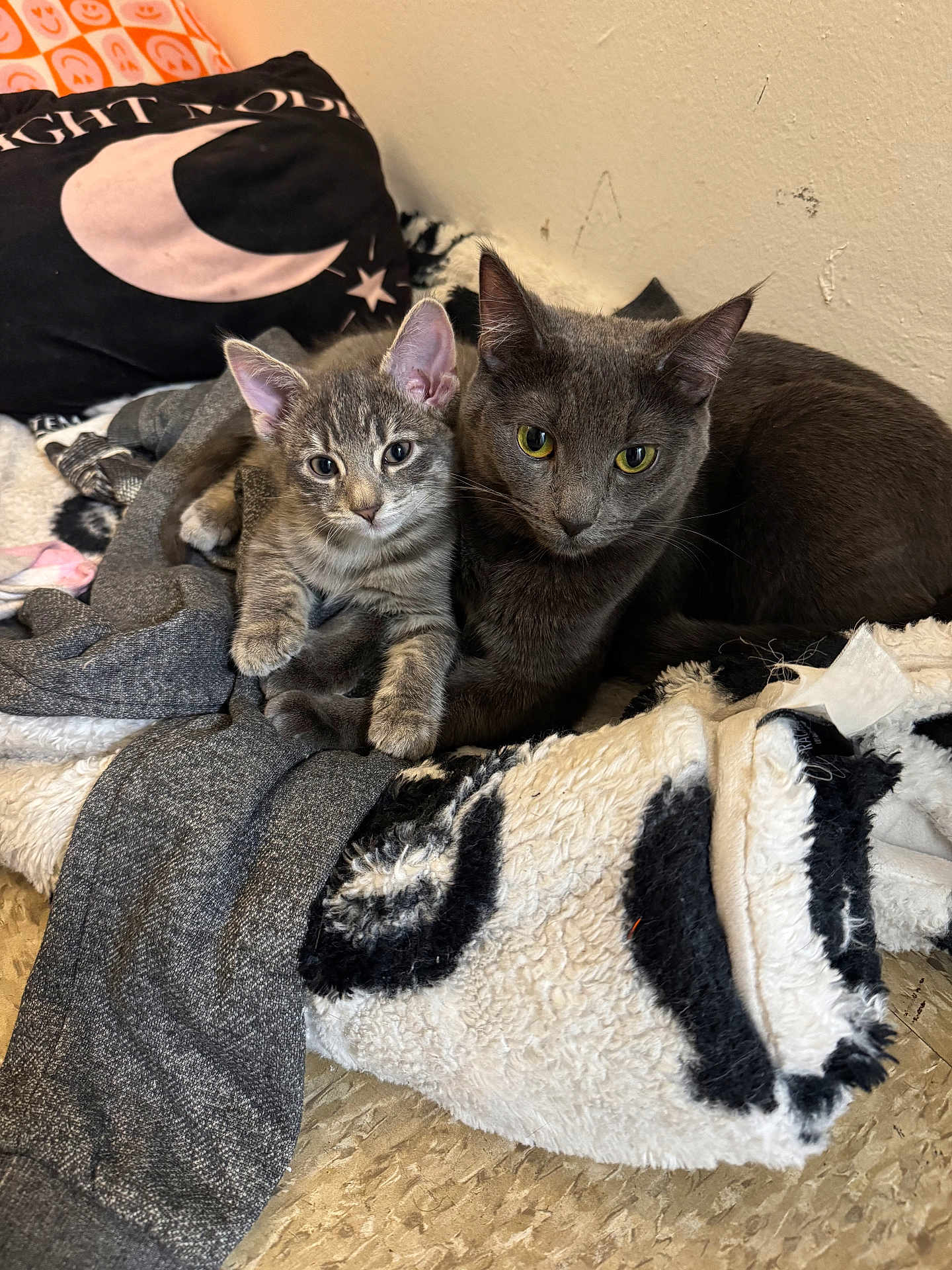 Rj And Mimi joined the competition — help win amazing prizes! cat, kitten, gray_cat, feline, pet, animal, cozy, blanket, indoor, snuggling, cute, fur, resting, domestic_animal, sleeping_area, pillow, closeup, relaxing, companion, young_cat