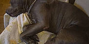 Sudie Pfeifer is registered to the contest to win money with this photo: dog, sleeping, blanket, couch, indoor, chain_collar, resting, pet, fur, paw, relaxed, furniture, canine, cozy, home, animal, mammal, comfort, nap, domestic