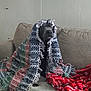 Sudie Pfeifer joined the competition — help win amazing prizes! dog, blanket, couch, indoor, pet, fur, cozy, fringe, red_blanket, patterned_blanket, animal, resting, comfort, furniture, canine, portrait, relaxation, home, seated, wrapped