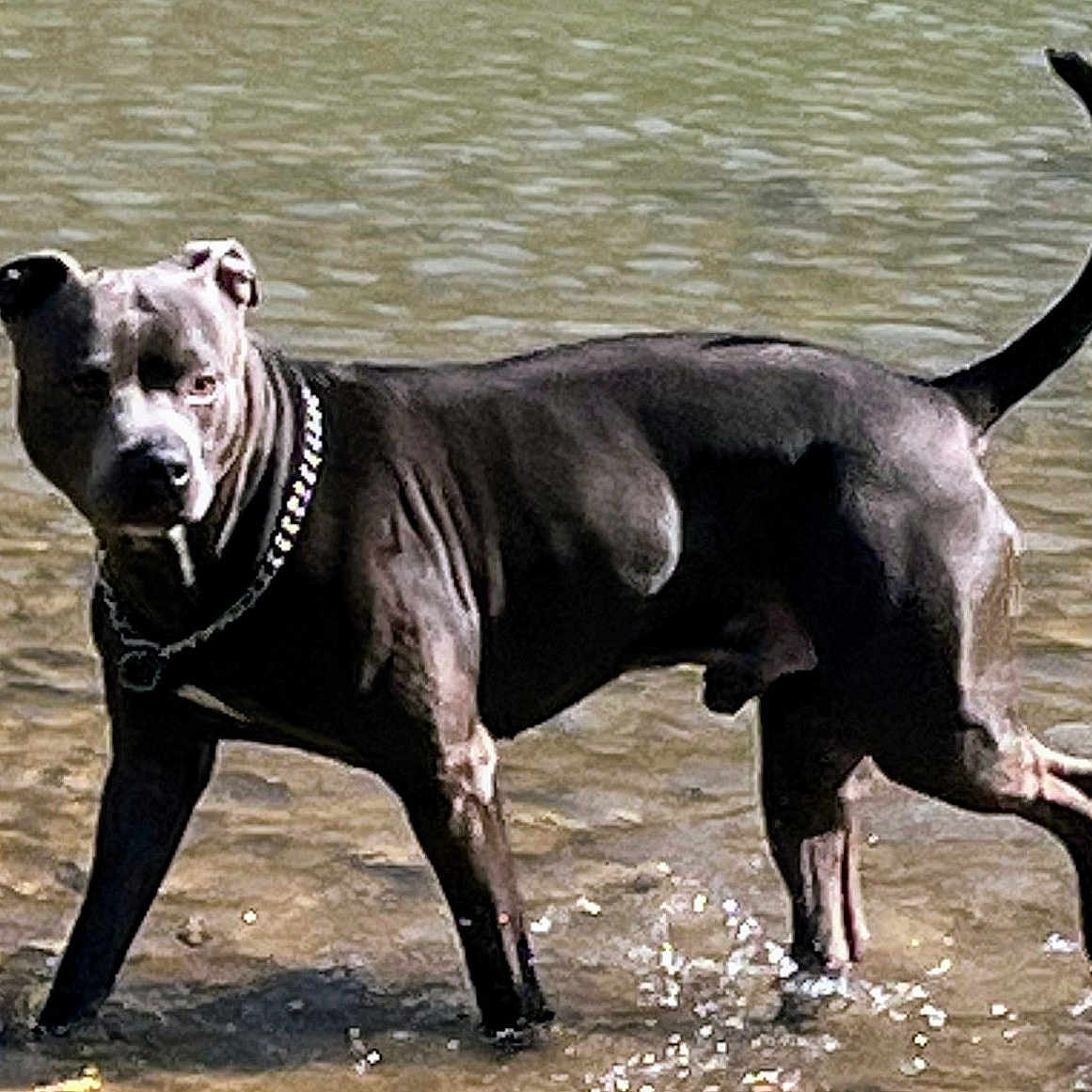 Sudie Pfeifer joined the competition — help win amazing prizes! alert, animal, black_dog, canine, chain_collar, dog, mammal, muscular, nature, outdoor, paw, pet, playful, ripples, shallow_water, standing, summer, summer_day, tail, water