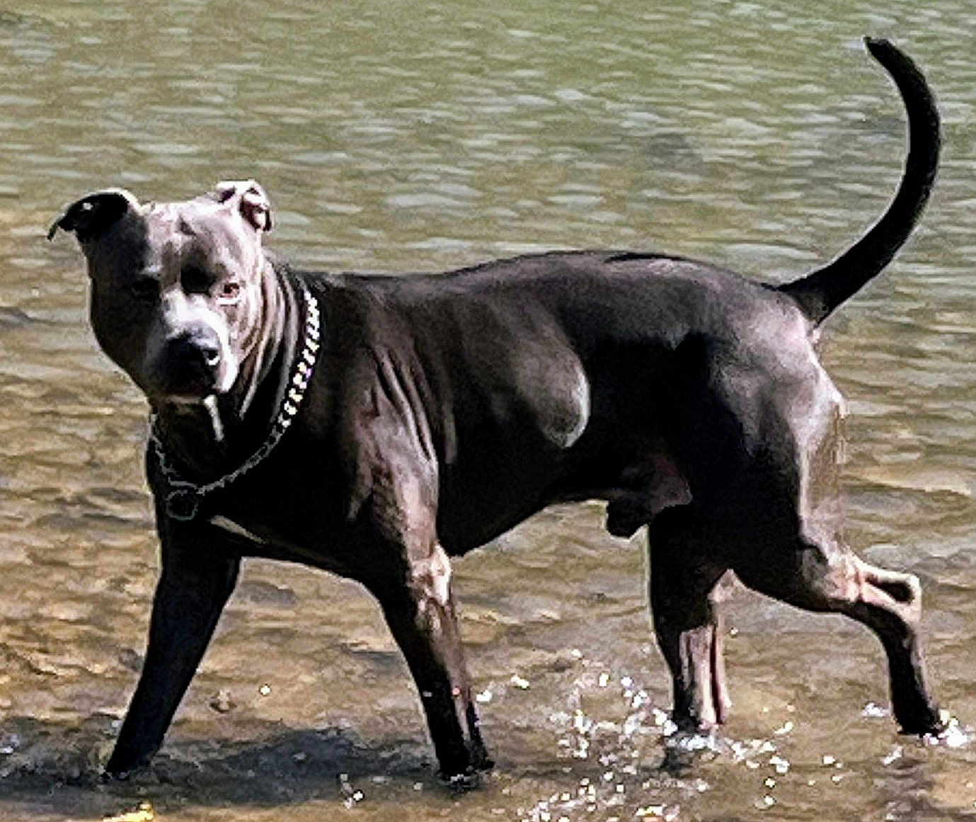 Sudie Pfeifer joined the competition — help win amazing prizes! dog, water, black_dog, standing, chain_collar, outdoor, ripples, muscular, pet, animal, nature, canine, summer, shallow_water, alert, mammal, paw, tail, summer_day, playful