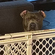 Sudie Pfeifer is registered to the contest to win money with this photo: dog, indoor, baby_gate, furniture, couch, table, pet, guarding, face, ears, eyes, brown_dog, home, floor, looking, closeup, animal, domestic, household, barrier