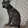 Sudie Pfeifer is registered to the contest to win money with this photo: dog, indoor, couch, pet, animal, gray_dog, wall_decoration, star, candle_holder, floral_curtain, seated, looking_away, furniture, living_room, tail, ears, paw, side_view, domestic_animal, calm