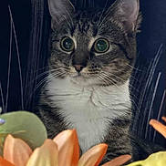 Bootsie is registered to the contest to win money with this photo: cat, tabby, white_chest, flower, artificial_flower, wide_eyes, whiskers, pet, indoor, close_up, curious, animal, feline, portrait, nature, decor, soft_light, background, still_life, cute