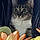 Bootsie