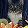 Bootsie