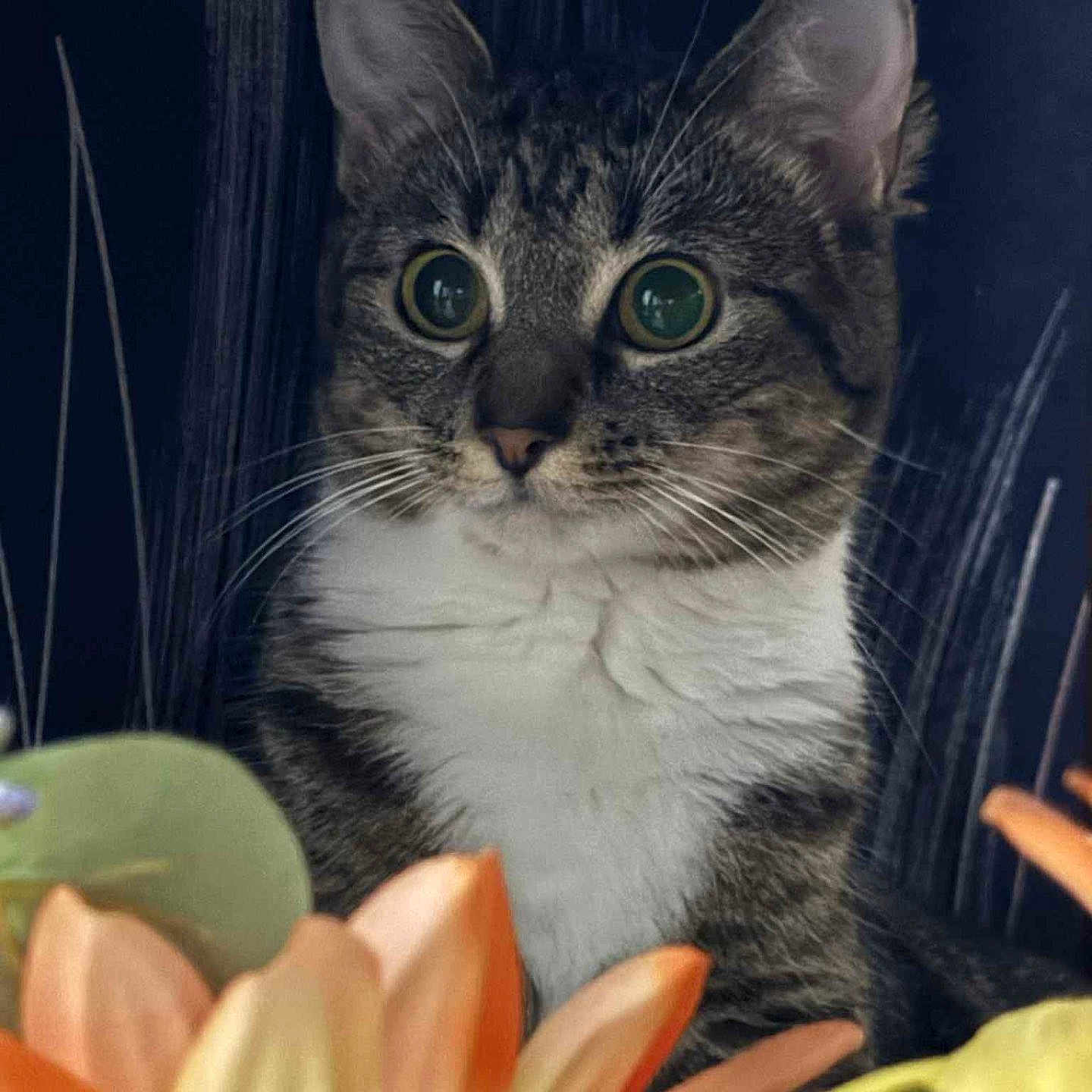 Bootsie