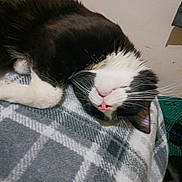 Phillip is registered to the contest to win money with this photo: animal, black_and_white, blanket, cat, closeup, comfort, cozy, cute, domestic, feline, fur, indoor, pet, pink_nose, plaid, relaxed, resting, sleeping, soft, whiskers