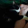Phillip is registered to the contest to win money with this photo: animal, black_and_white, blanket, cat, close_up, comfort, cozy, dark, domestic, feline, foot, human, indoors, paw, pet, relaxation, resting, sleeping, snuggling, whiskers