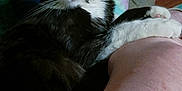 Phillip joined the competition — help win amazing prizes! black_and_white, cat, close_up, croc_shoe, curious, domestic_animal, feline, floor, footwear, household, indoor, paw, person_leg, pet, plastic_container, relaxing, resting, tuxedo_cat, whiskers, yellow_eyes