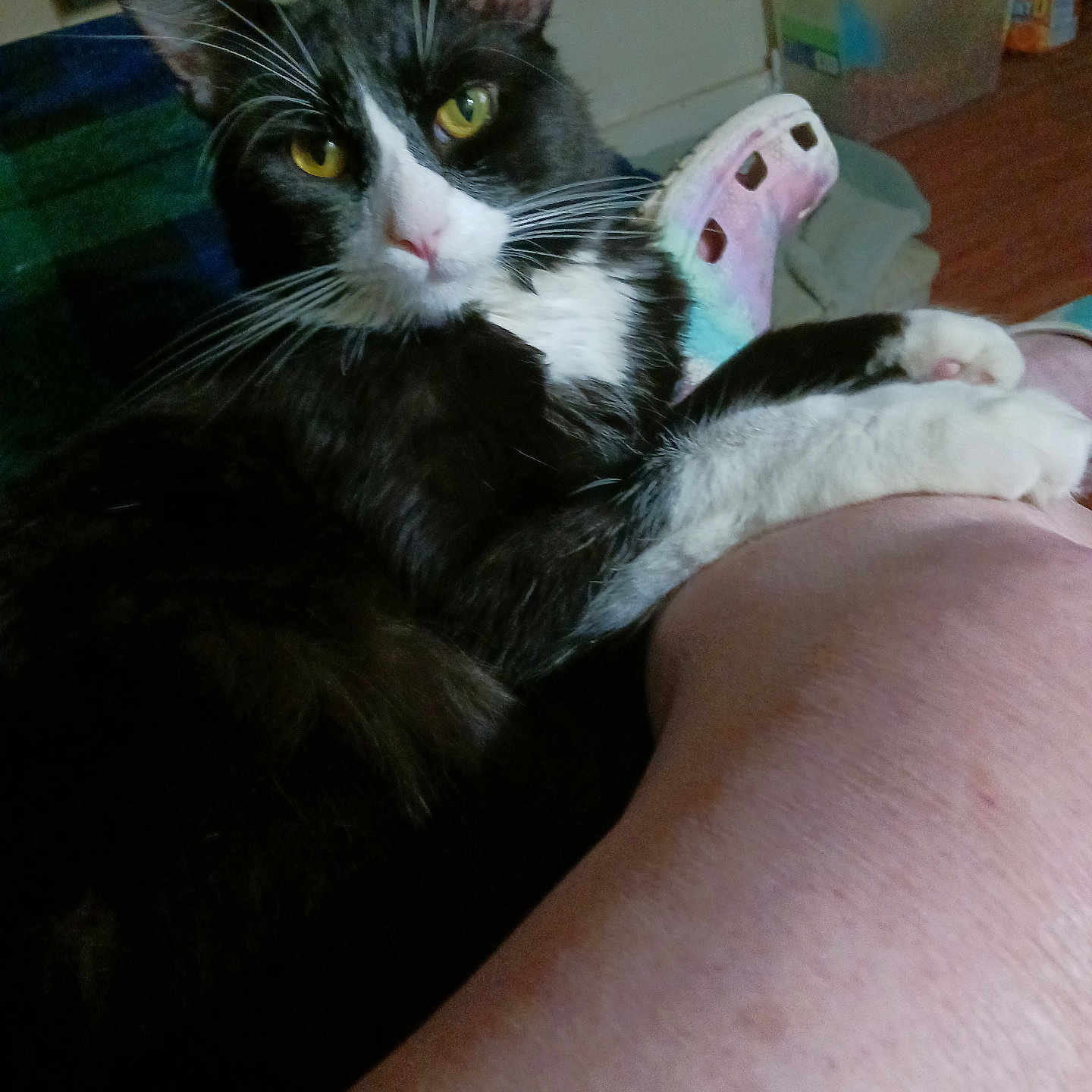 Phillip joined the competition — help win amazing prizes! black_and_white, cat, close_up, croc_shoe, curious, domestic_animal, feline, floor, footwear, household, indoor, paw, person_leg, pet, plastic_container, relaxing, resting, tuxedo_cat, whiskers, yellow_eyes