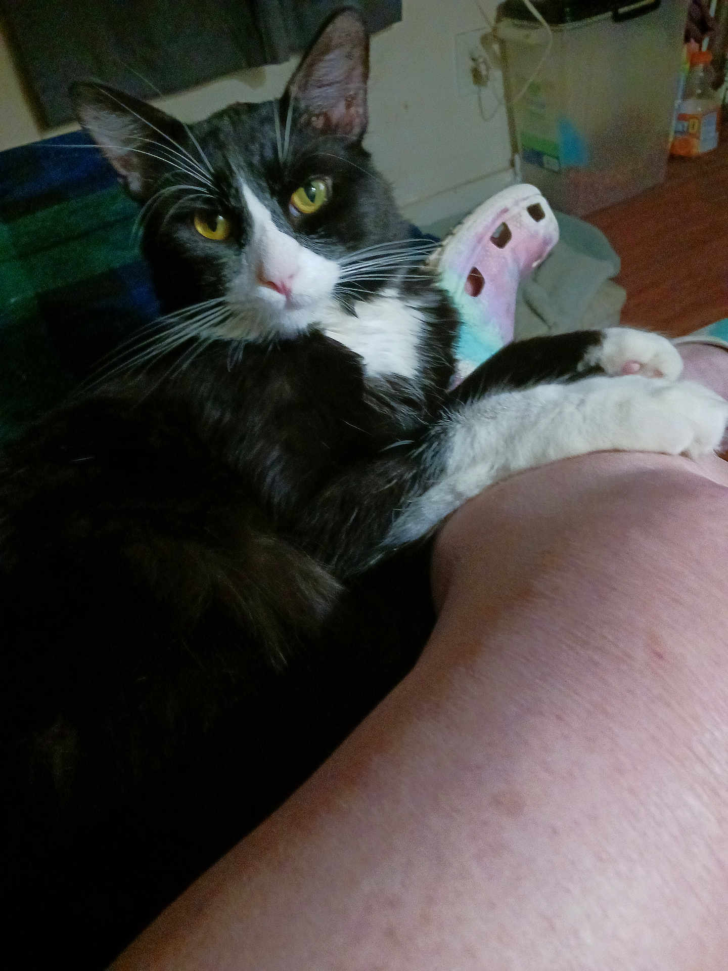 Phillip joined the competition — help win amazing prizes! cat, tuxedo_cat, yellow_eyes, pet, indoor, person_leg, footwear, croc_shoe, relaxing, feline, whiskers, black_and_white, floor, plastic_container, household, curious, close_up, domestic_animal, resting, paw