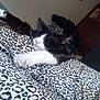 Phillip is registered to the contest to win money with this photo: animal, bedroom, blanket, cat, comfort, cozy, cute, domestic_cat, feline, fur, indoor, leopard_print, mammal, paw, pet, relaxed, resting, sleeping, tuxedo_cat, whiskers