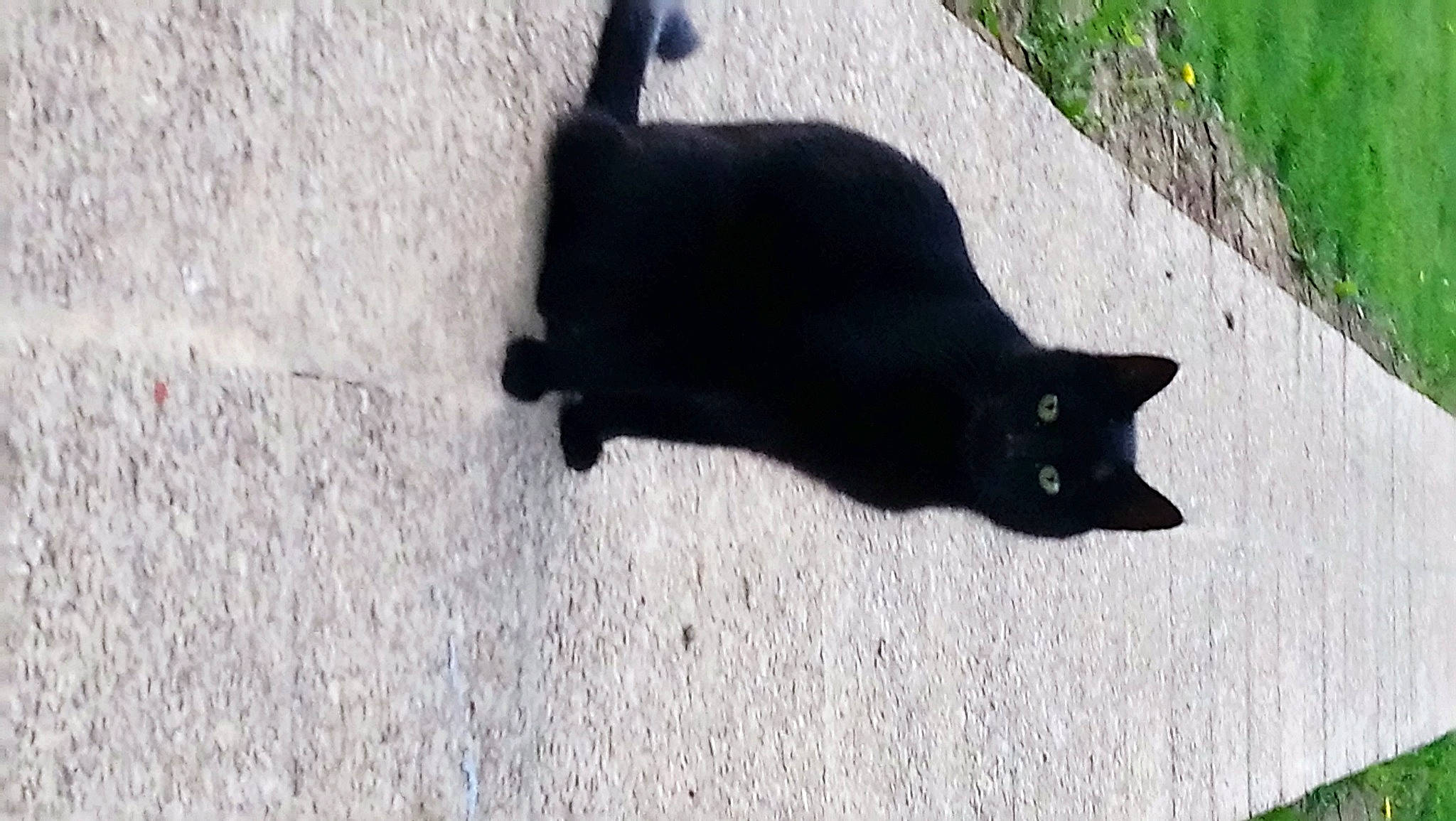 Minouch participe au concours pour gagner de l'argent avec cette photo : black, black_cat, bombay, carnivore, cat, domestic_short_haired_cat, felidae, small_to_medium_sized_cats, tail, whiskers