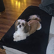 Luna joined the competition — help win amazing prizes! dog, couch, blanket, christmas_tree, holiday_decor, wood_floor, person, phone, indoor, cozy, relaxed, pet, small_dog, fur, playing, electronics, living_room, home, decorations, festive