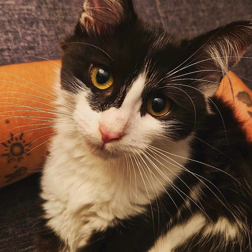 Nini a rejoint le concours — aidez-le/la à gagner de superbes lots ! abyssinian, angora, animal, brasssection, cat, citrusfruit, egyptiancat, food, fruit, hardwood, horn, kitten, manx, orange, pet, plant, produce, snout, stainedwood, wood