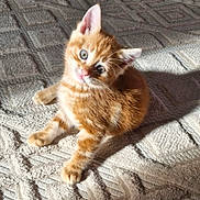 Sky a rejoint le concours — aidez-le/la à gagner de superbes lots ! kitten, cat, orange_tabby, pet, fur, blue_eyes, carpet, texture, indoor, sunlight, shadow, cute, animal, young, feline, whiskers, small, fluffy, head_tilt, relaxed