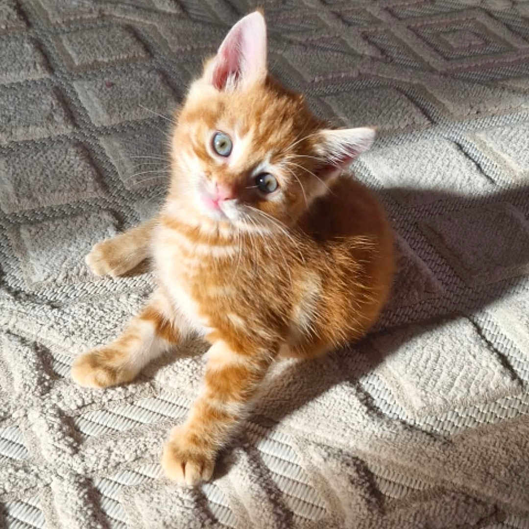 Sky a rejoint le concours — aidez-le/la à gagner de superbes lots ! animal, blue_eyes, carpet, cat, cute, feline, fluffy, fur, head_tilt, indoor, kitten, orange_tabby, pet, relaxed, shadow, small, sunlight, texture, whiskers, young